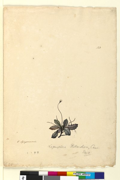 Seite 123. Lagenophora billardieri von John William Lewin